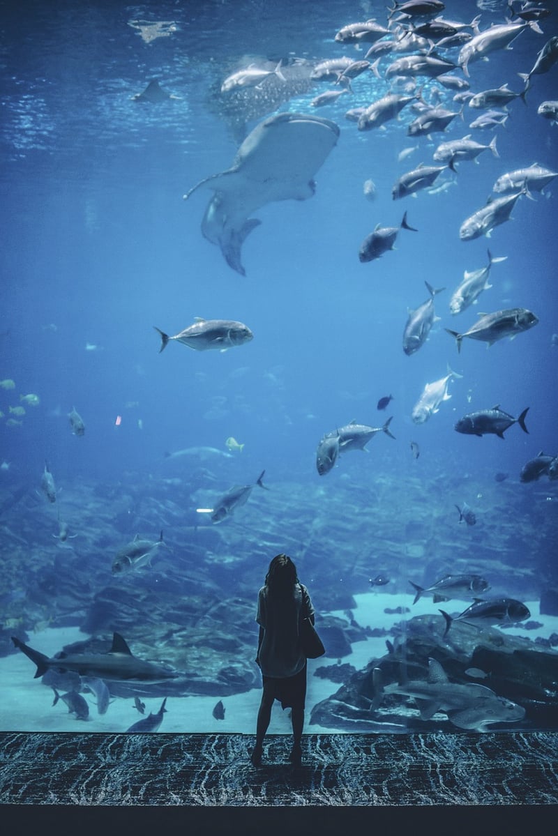 Underwater Wonder